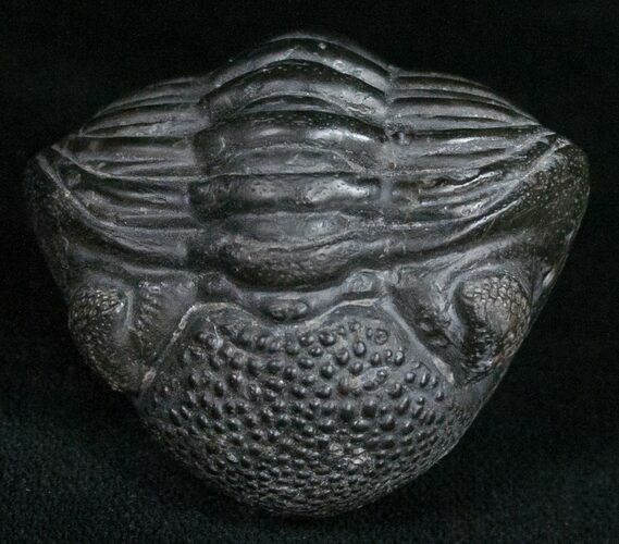 Wide Enrolled Phacopid Trilobite - Mrakib, Morocco #11010